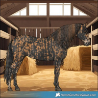 Horse Color:Chestnut and Black