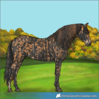 Horse Color:Chestnut  and Black 