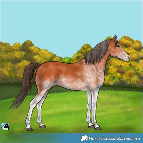 Horse Color:White Spotted Bay 
