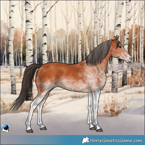 Horse Color:White Spotted Bay 
