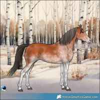 Horse Color:White Spotted Bay