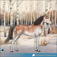 Horse Color:White Spotted Bay 