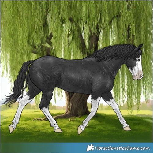 Horse Color:White Spotted Black Splash 