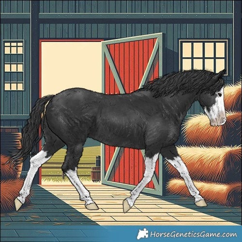 Horse Color:White Spotted Black Splash 