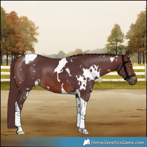 Horse Color:White Spotted Chocolate Brown Tobiano 