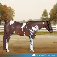 Horse Color:White Spotted Chocolate Brown Tobiano 