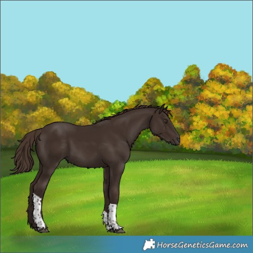 Horse Color:Liver Chestnut Tobiano 