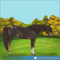 Horse Color:Liver Chestnut Tobiano