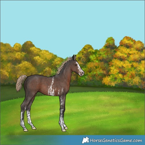 Horse Color:Liver Chestnut Sabino 