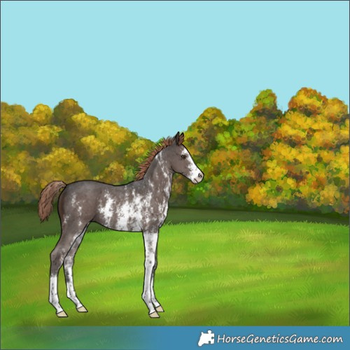 Horse Color:Liver Chestnut Sabino