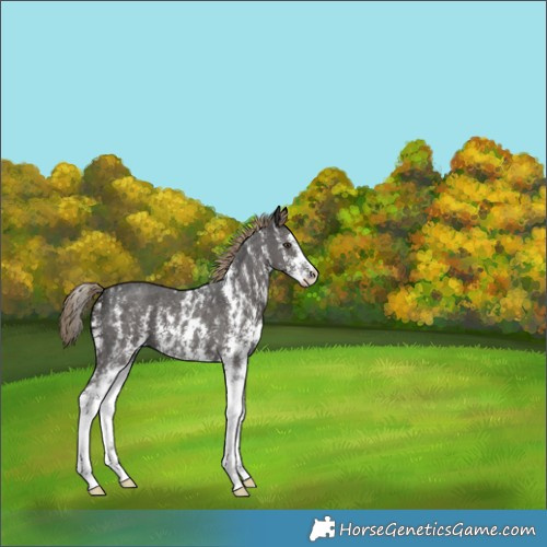 Horse Color:Liver Chestnut Sabino 