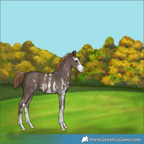 Horse Color:Liver Chestnut Sabino 