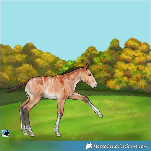 Horse Color:Powder White Bay Dun Rabicano Brindle 