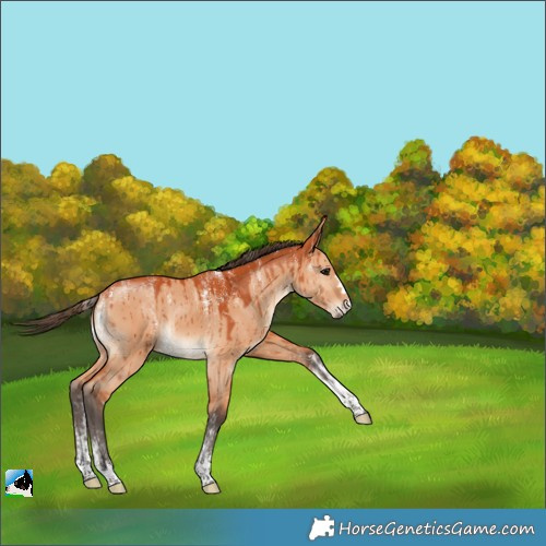 Horse Color:Powder White Bay Dun Brindle 