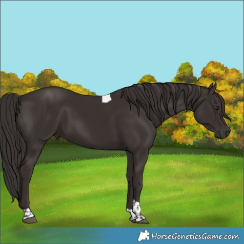 Horse Color:Liver Chestnut Tobiano