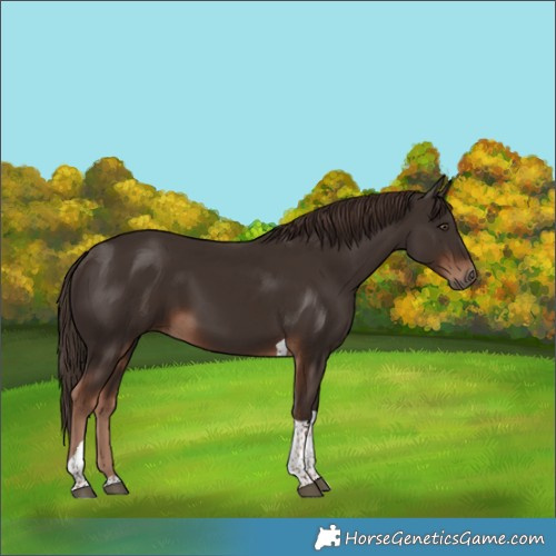 Horse Color:Liver Chestnut Tobiano 