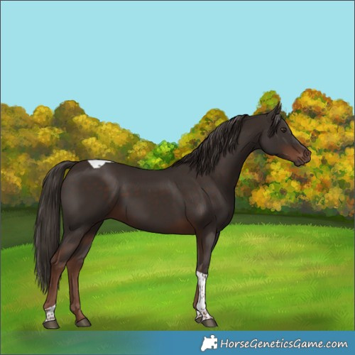 Horse Color:Liver Chestnut Tobiano 