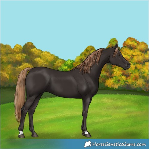 Horse Color:Liver Chestnut 