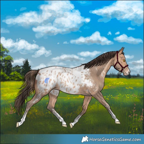 Horse Color:Amber Champagne Sabino Tobiano Appaloosa  and Amber Champagne Sabino Tobiano Appaloosa Rabicano 