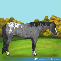 Horse Color:Blue Roan Appaloosa