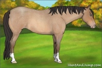 Horse Color:Amber Champagne Roan 