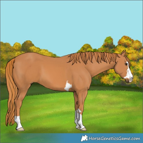 Horse Color:Chestnut 