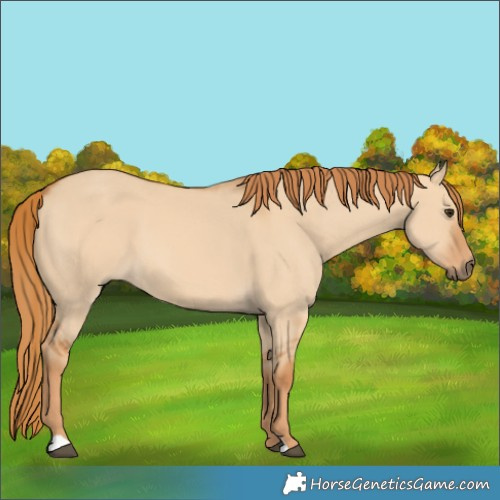 Horse Color:Red Dun