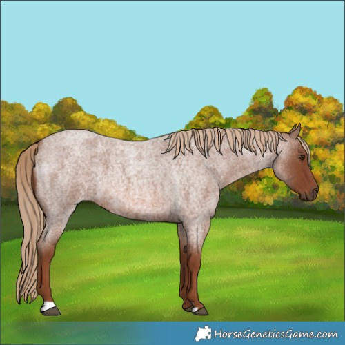 Horse Color:Red Roan 