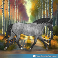 Horse Color:Blue Roan 
