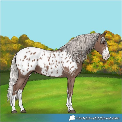 Horse Color:Silver Black Sabino Splash Appaloosa 