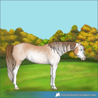 Horse Color:Gray Perlino Splash  and Gray Perlino Splash 