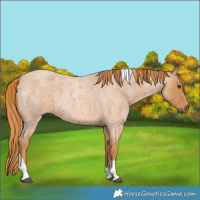 Horse Color:Red Roan Tobiano