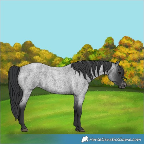 Horse Color:Blue Roan Appaloosa