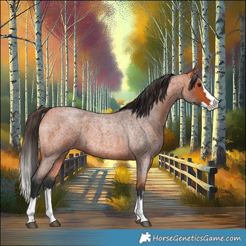 Horse Color:Bay Roan Splash 