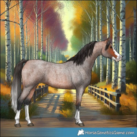 Horse Color:Bay Roan Splash 