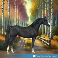 Horse Color:Black 