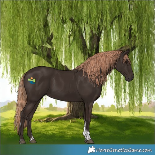 Horse Color:Liver Chestnut Tobiano 