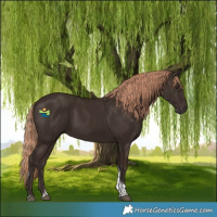 Horse Color:Liver Chestnut Tobiano 