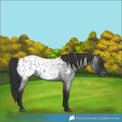 Horse Color:Blue Roan Appaloosa