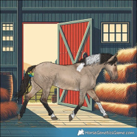 Horse Color:Bay Dun Tobiano 