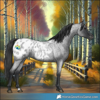 Horse Color:Blue Roan Appaloosa
