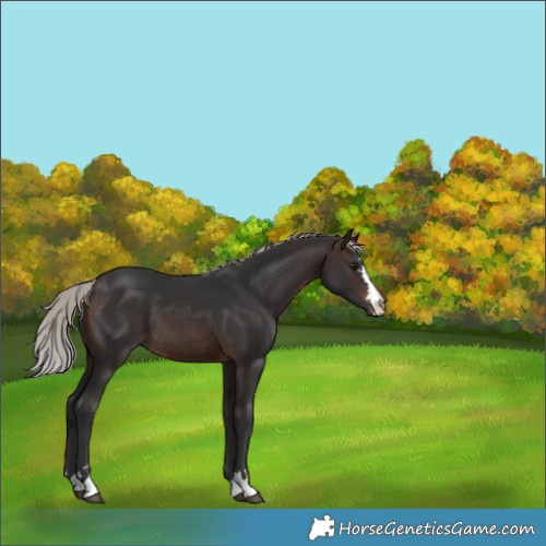 Horse Color:Silver Brown 