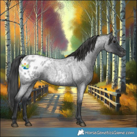 Horse Color:Blue Roan Appaloosa 