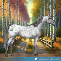 Horse Color:Blue Roan Appaloosa 