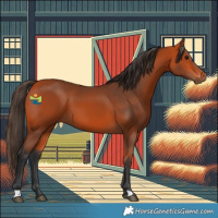 Horse Color:Bay 