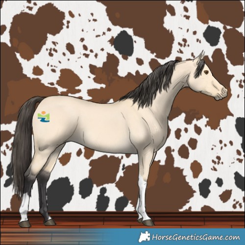 Horse Color:Buckskin Dun Tobiano 