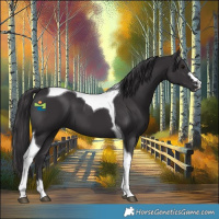 Horse Color:Smoky Black Tobiano