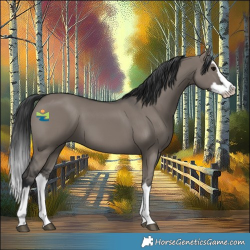 Horse Color:Grullo Splash