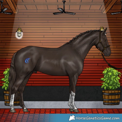 Horse Color:Liver Chestnut Tobiano 