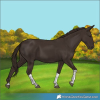 Horse Color:Liver Chestnut Tobiano